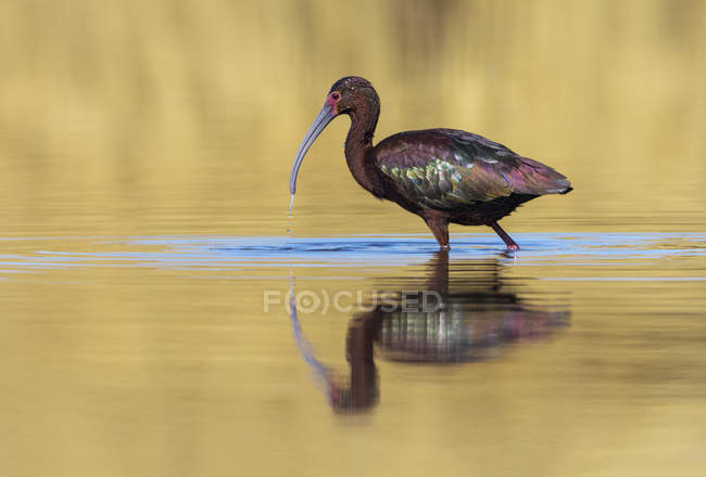 White-faced ibis wading in lake with reflection on water — Stock Photo