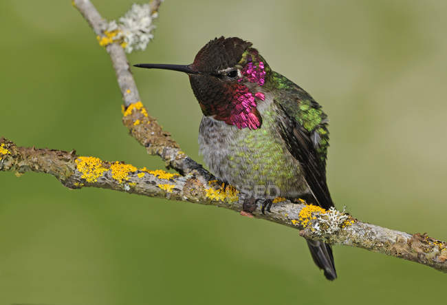Primer plano del colibrí macho Anna encaramado en la rama del árbol . - foto de stock