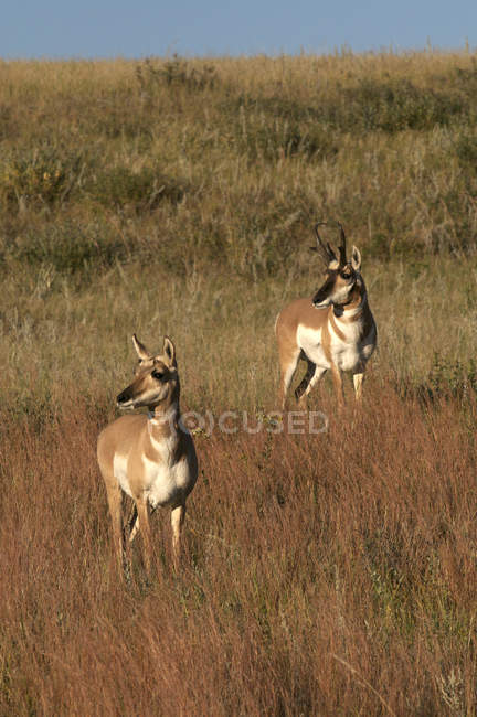 Antilopes de Pronghorn sur la colline herbeuse regardant loin dans Custer State Park, Dakota du Sud, USA — Photo de stock