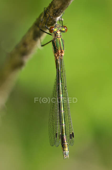 Émeraude à tartiner libellule assise sur la plante, gros plan
. — Photo de stock