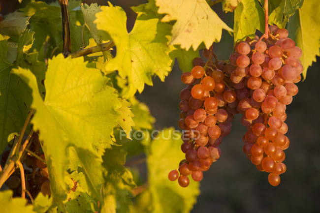 Primo piano della viticoltura del Pinot Nero . — Foto stock