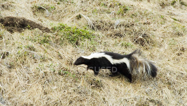 Skunk spogliato foraggiamento su erba all'aperto . — Foto stock