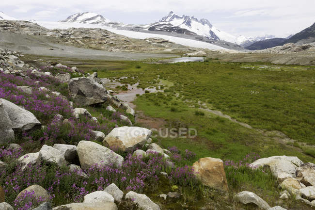 Paesaggio morenico con prato di fiori di willowherb a Coast Mountains, Columbia Britannica, Canada . — Foto stock