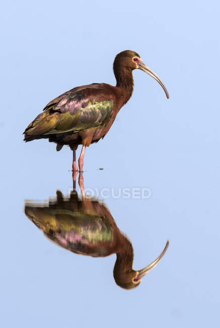 White-faced ibis bird standing in lake with reflection on water. — Stock Photo