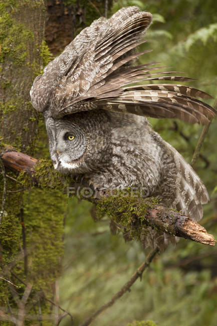 Great grey owl perching on mossy tree branch with lifted wings. — Stock Photo