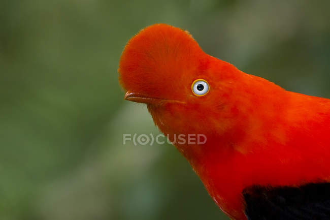 Primer plano de pájaro rojo andino gallo de la roca al aire libre . - foto de stock