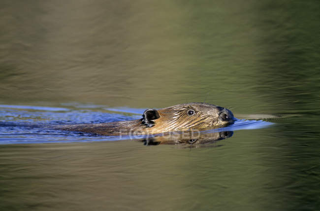 Castoro americano che nuota in acqua, Saskatchewan, Canada — Foto stock