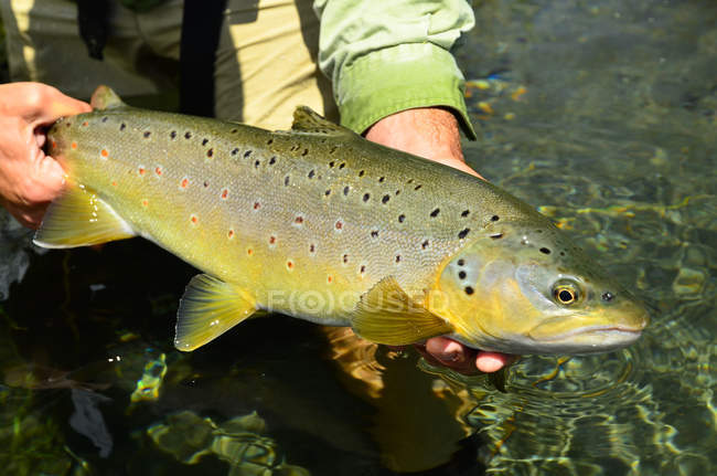 Close-up of brown trout fish in hands of male angler — Stock Photo