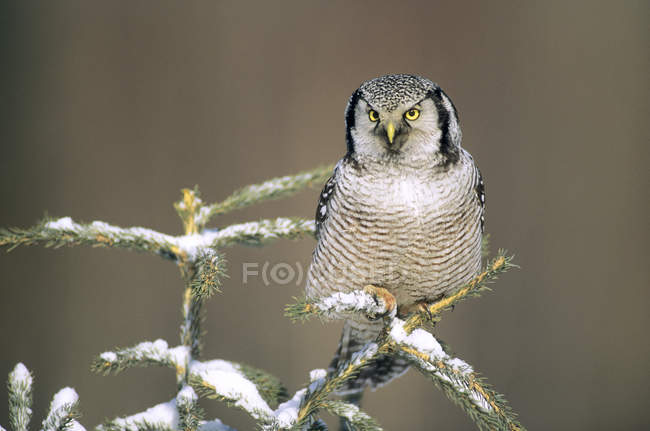 Búho halcón del norte posado en la rama de abeto con nieve en los bosques . - foto de stock
