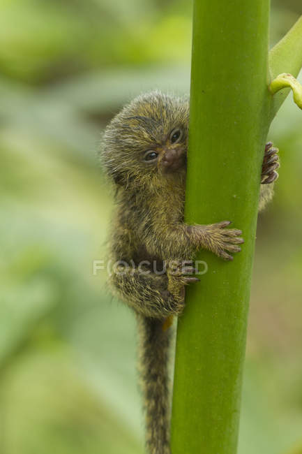 Marmoset pigmeu segurando no tronco verde no Equador, América do Sul — Fotografia de Stock