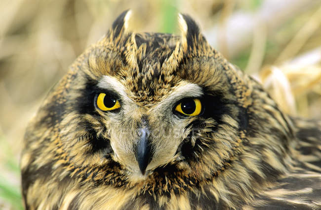 Retrato de coruja de orelhas curtas com olhos amarelos ao ar livre . — Fotografia de Stock