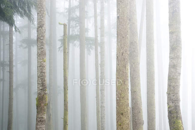Nevoeiro em árvores de cicuta de crescimento antigo na floresta — Fotografia de Stock