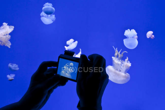 Visitatore che scatta foto con macchina fotografica di meduse nella Planet Jellies Gallery al Riplys Aqarium of Canada alla base della CN Tower, Toronto, Canada . — Foto stock
