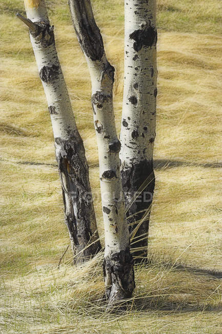 Close-up of aspens growing in prairie — Stock Photo