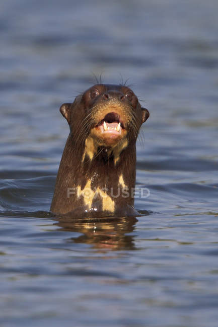 Giant river otter in water with mouth open, close-up — Stock Photo