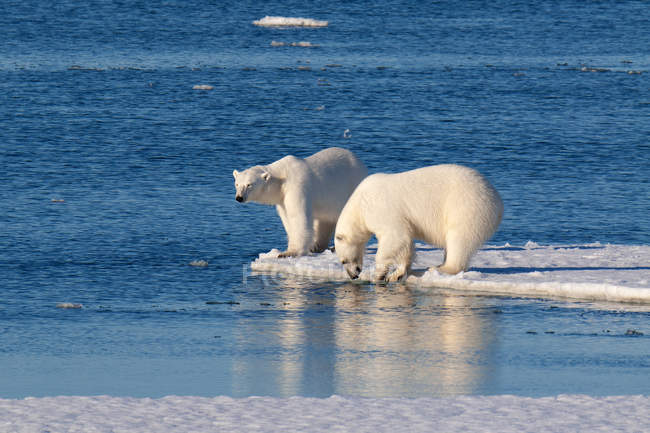 Белые медведи, стоящие на ледяном берегу архипелага Шпицберген, Норвегия — стоковое фото
