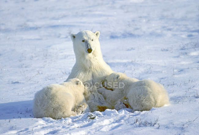 Female polar bear nursing yearling cubs in Western Hudson Bay, Canada. — Stock Photo