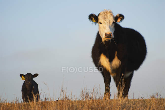 Vaca e bezerro em pastagem perto de Cochrane, Alberta, Canadá . — Fotografia de Stock