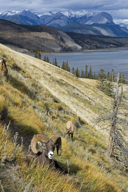 Rocky Mountains landscape with bighorn sheep resting on hillside. — Stock Photo