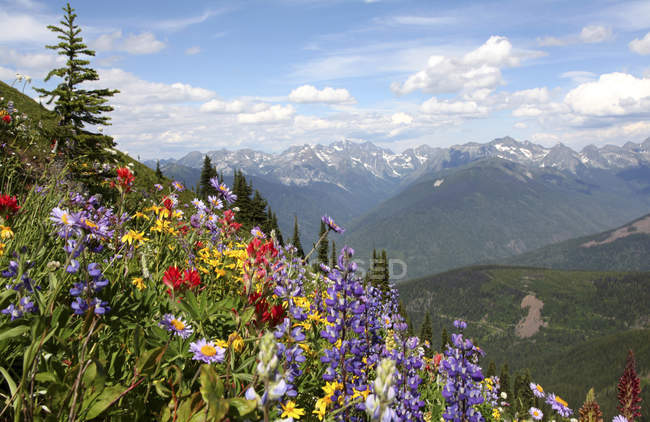 Wildflowers mountain slope of Idaho Peak, New Denver, British Columbia, Canada — Stock Photo