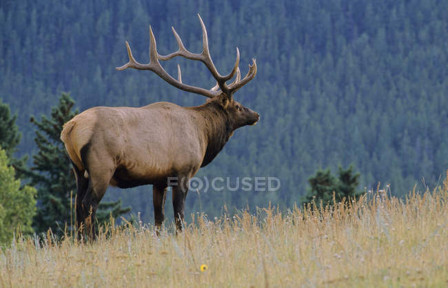 Elk deer standing on grass in forest of Alberta Canada. — Stock Photo