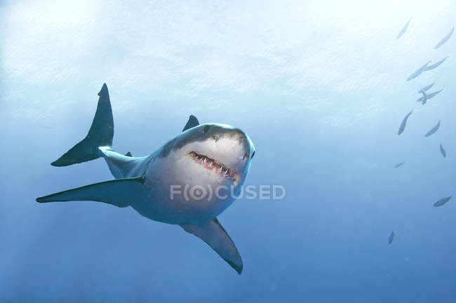 Vista ad angolo basso del grande squalo bianco di Isla Guadalupe, Baja, Messico — Foto stock
