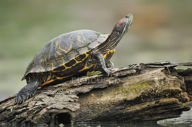 Відпочиваюча черепаха на дерев'яному колоді на відкритому повітрі . — стокове фото