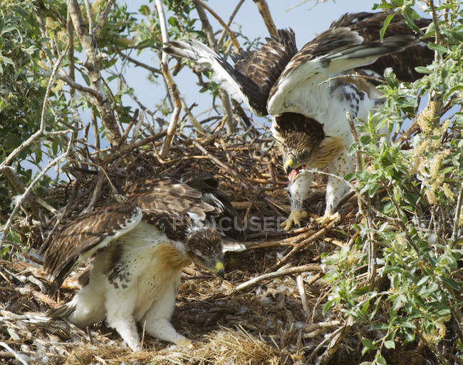 Aninhamentos de falcão ferruginosos aprendendo voo em ninho
. — Fotografia de Stock