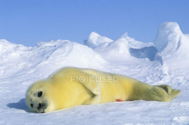 Newborn harp seal pup with yellow coat in snow of Gulf of Saint Lawrence River, Canada. — Stock Photo