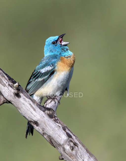 Lazuli bunting bird singing from perch in park — Stock Photo