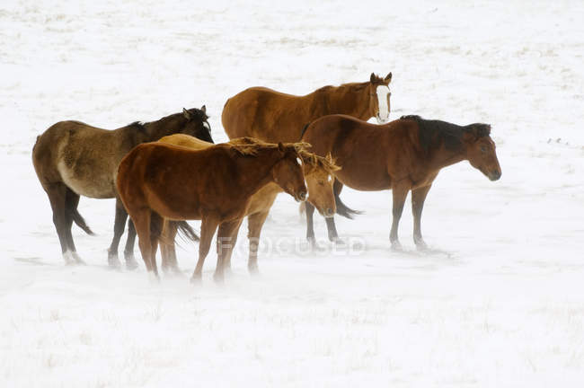 Horses on snow-covered pasture in farmland of Alberta, Canada. — Stock Photo