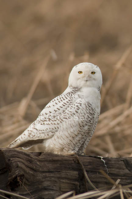 Snowy owl perching on wood in autumnal meadow. — Stock Photo