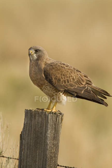Swainson hawk perched on fence post. — Stock Photo