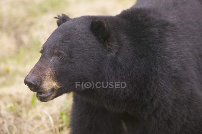 Primo piano dell'orso nero americano che cammina nel parco nazionale di Kootenay, Columbia Britannica, Canada — Foto stock