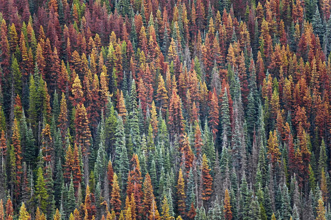 Bosque de pinos de montaña infectados con rojo y verde en Columbia Británica, Canadá - foto de stock