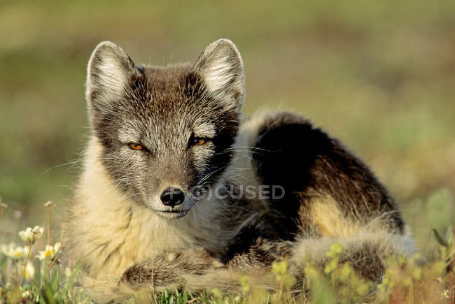 Raposa ártica adulta em pelagem de verão descansando no campo com flores e olhando na câmera . — Fotografia de Stock