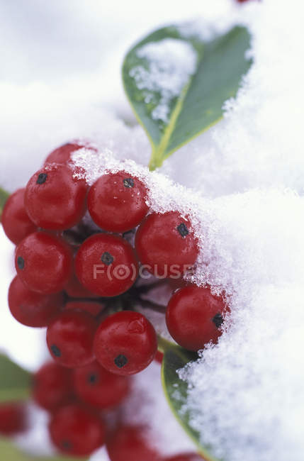 Holly tree with berries in winter, close-up. — Stock Photo