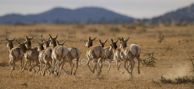 Pronghorns running on prairie of New México, Estados Unidos - foto de stock