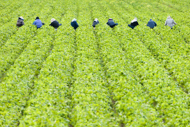 Trabajadores recogiendo fresas en una granja en Cowichan Valley cerca de Duncan, Vancouver Island, Columbia Británica, Canadá . - foto de stock