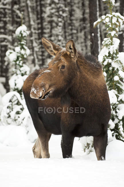 Корова лося стоячи і фотографіях хтось дивитися вбік в зимового Національний парк Джаспер, Альберта, Канада — стокове фото