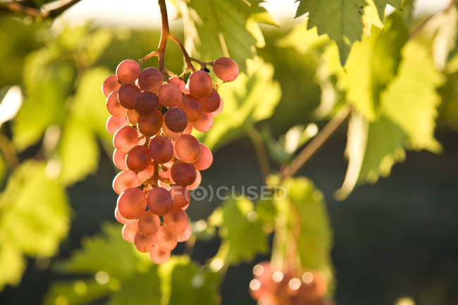 Gros plan sur les raisins Pinot Noir cultivés dans le vignoble . — Photo de stock