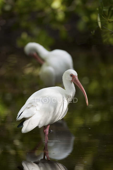 Американський білий червоний ibises болотних у воді в штаті Флорида, США — стокове фото
