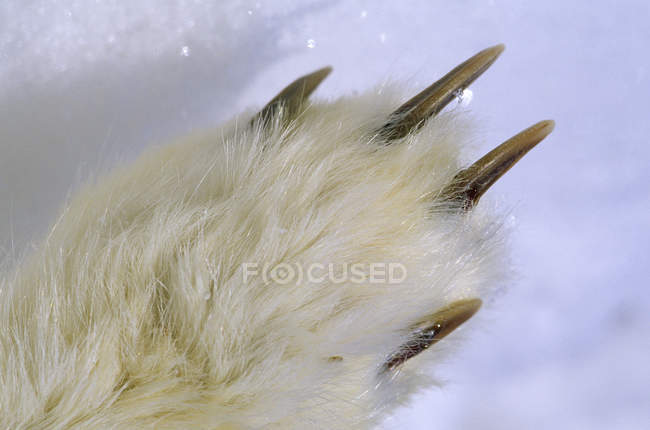 Garras da pata da raposa ártica, close-up . — Fotografia de Stock