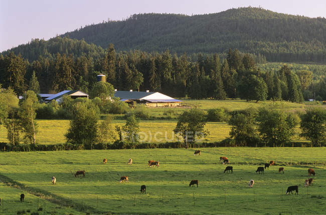 Granja lechera con ganado en pastos en la Isla del Sur de Vancouver, Columbia Británica, Canadá . - foto de stock
