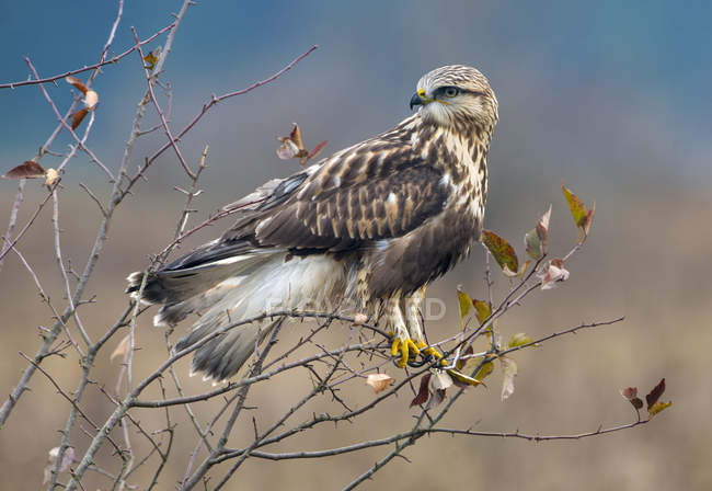 Rough-legged hawk perched on dry bush — Stock Photo