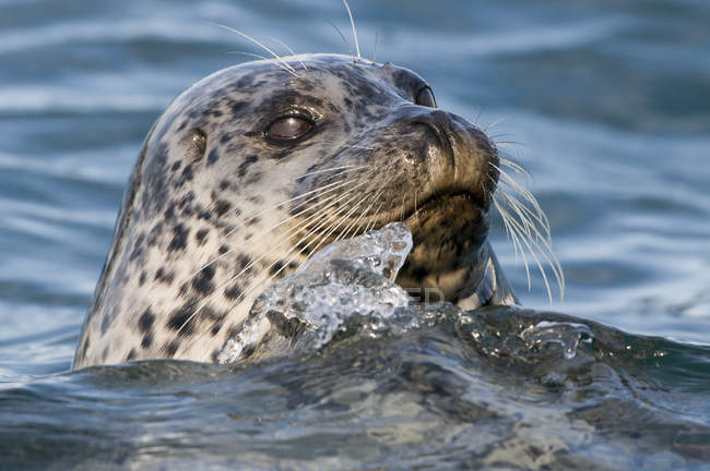 Harbor seal peering from sea water, close-up. — Stock Photo