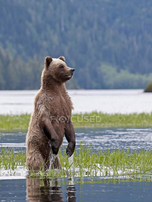 Grizzly oso de pie y comprobar los alrededores por el agua del río . - foto de stock