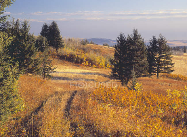 Herbstliches Laub in der Landschaft Rangeland der Stachelschweine Hügel, alberta, Kanada. — Stockfoto