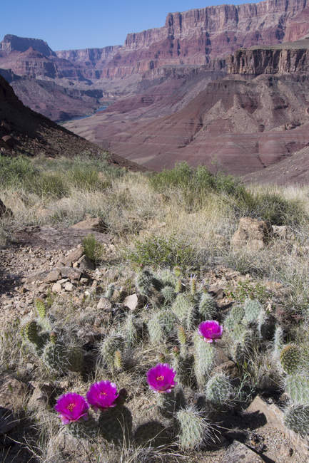 Mojave prickly pear cacti with pink flowers at Tanner Trail of Grand Canyon, Arizona, USA — Stock Photo