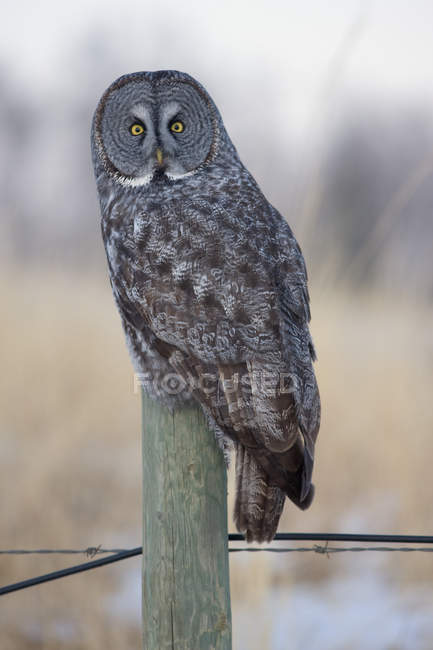 Great gray owl sitting on fence post. — Stock Photo